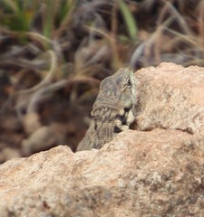 Pseudocordylus subviridis