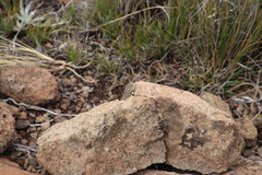 Pseudocordylus subviridis