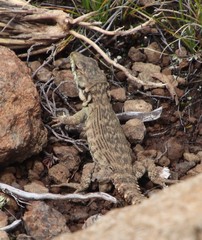 Pseudocordylus subviridis