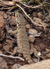 Pseudocordylus subviridis