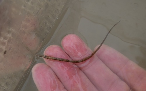 Chain pipefish (Syngnathus louisianae) — Syngnathidae — 5