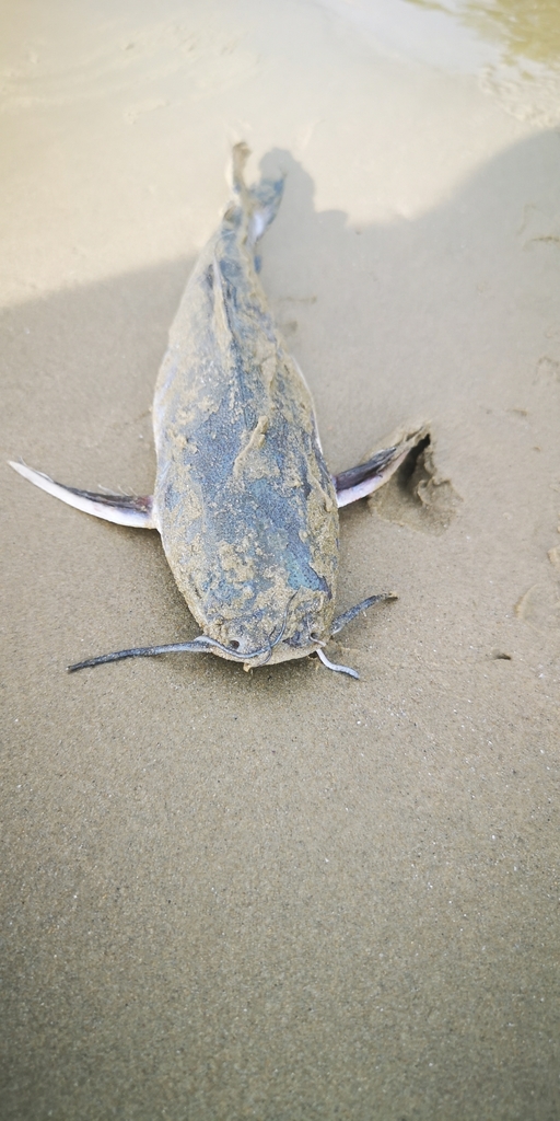 Sagor sea catfish (Hexanematichthys sagor) — Ariidae