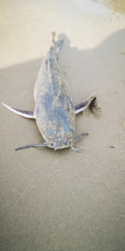 Sagor sea catfish (Hexanematichthys sagor) — Ariidae