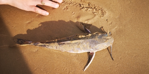 Sagor sea catfish (Hexanematichthys sagor) — Ariidae — 5