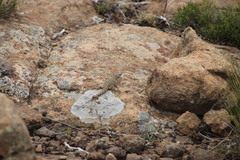 Pseudocordylus subviridis