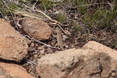 Pseudocordylus subviridis