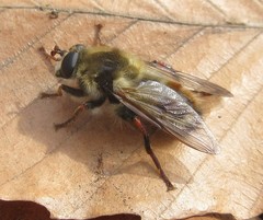 Criorhina