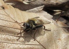 Criorhina