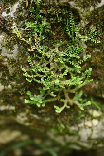 Selaginella nipponica iNat (2)