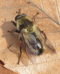 Criorhina