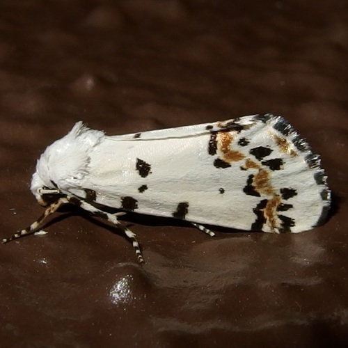 Grotella tricolor photo 2