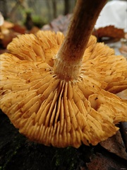 Gymnopilus penetrans