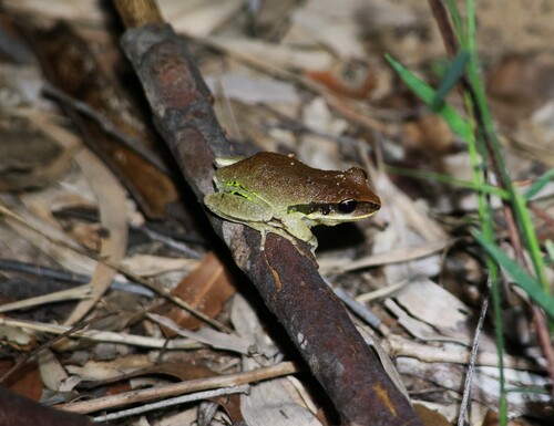 Sylvagemma brevipalmata