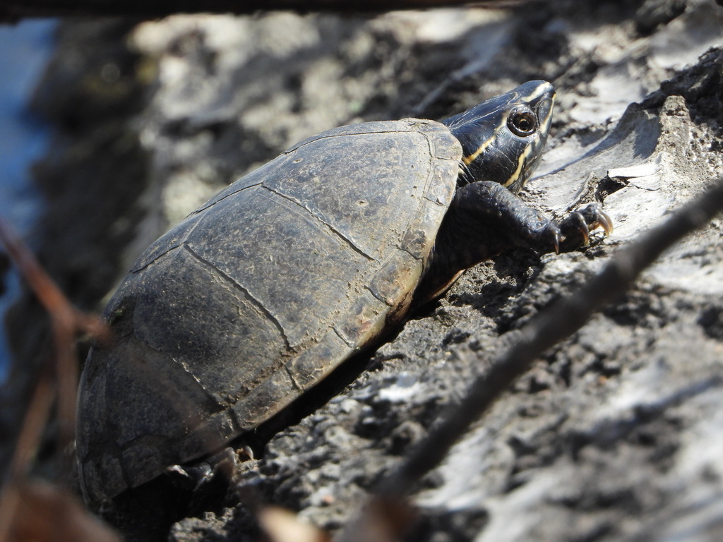 Eastern Musk Turtle in March 2021 by diomedea_exulans_li · iNaturalist