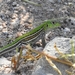 Ocellated Whiptail Lizard - Photo (c) Eduardo Nadal, some rights reserved (CC BY-NC), uploaded by Eduardo Nadal