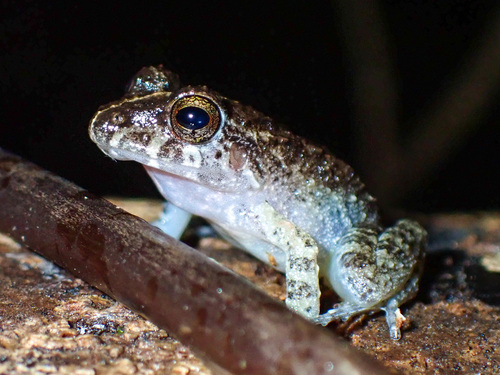 Rio Viejo Robber Frog, Craugastor aurilegulus