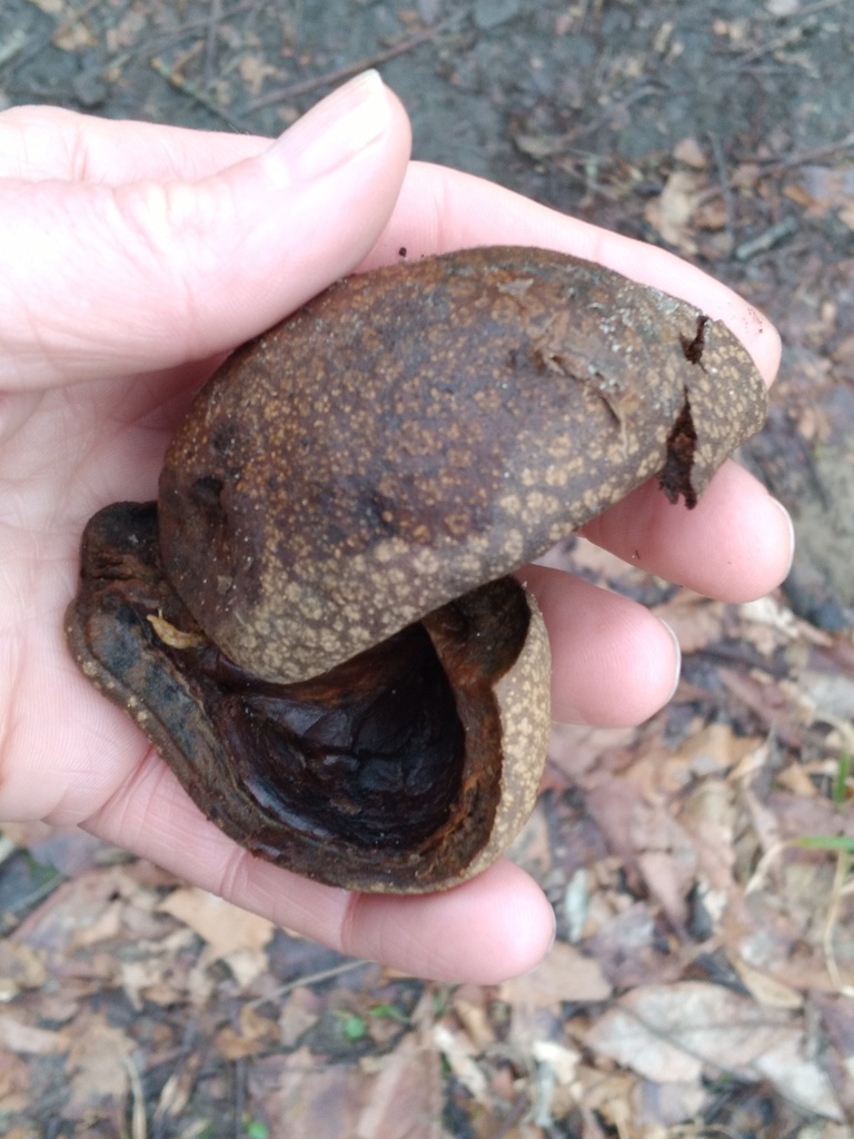 buckeyes and horsechestnuts from jackson field moreland hills on