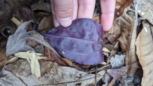 Tipularia discolor, photograph 3