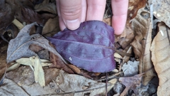Alina Martin, CC BY, iNaturalist via GBIF Tipularia discolor, photograph Alina Martin, CC BY, iNaturalist via GBIF