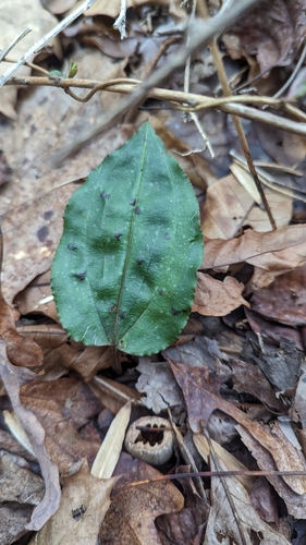 Tipularia discolor, photograph 4