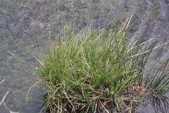 Eleocharis parishii