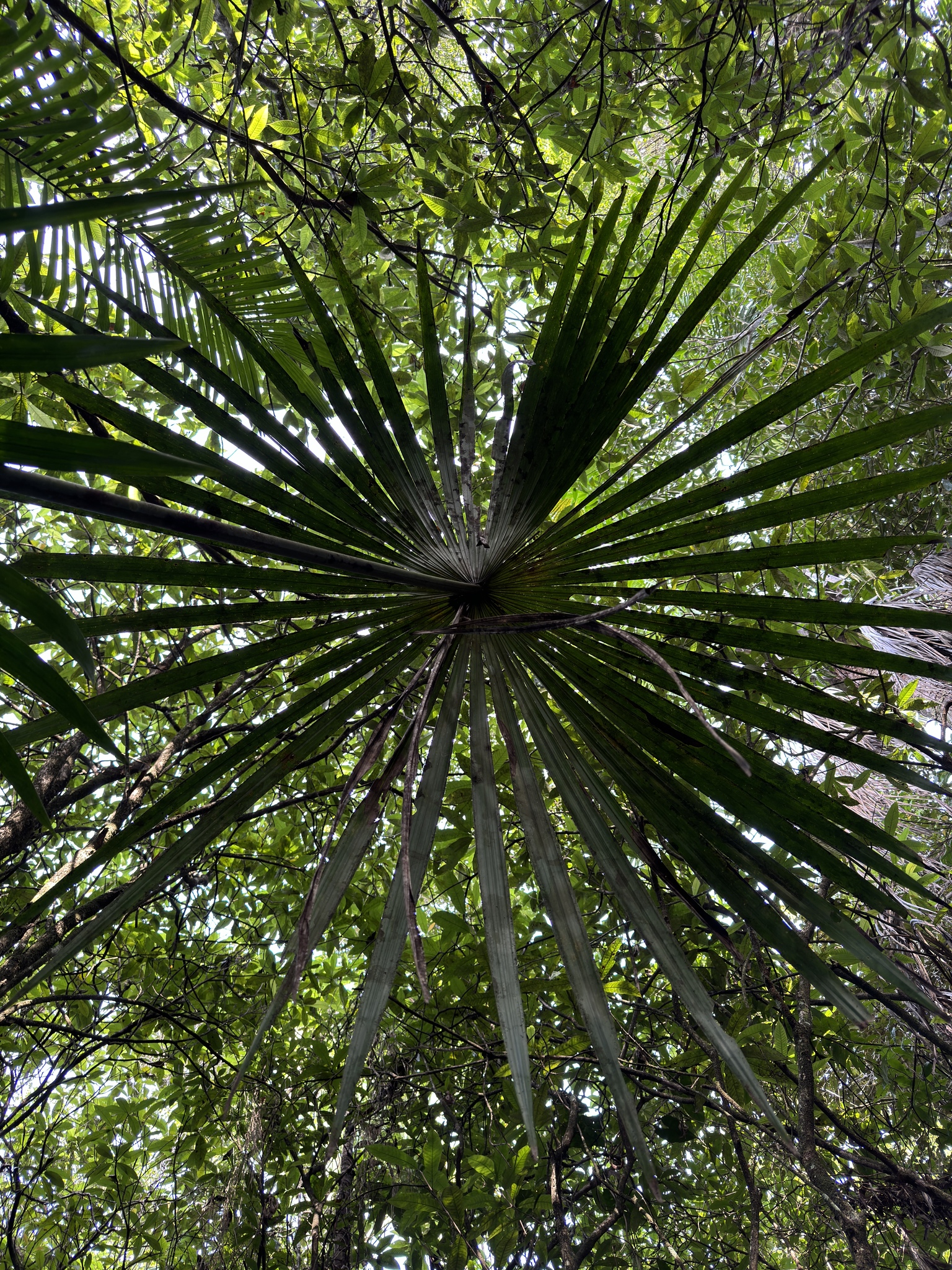 Imagem de Buriti