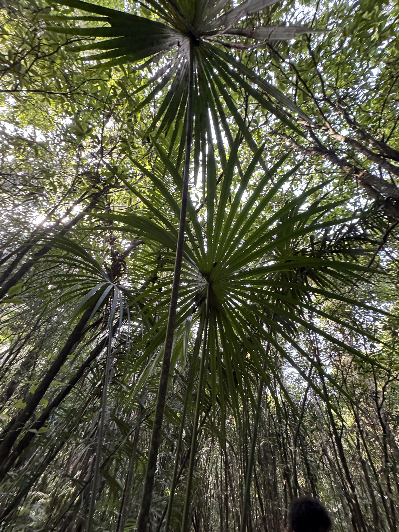 Imagem de Buriti