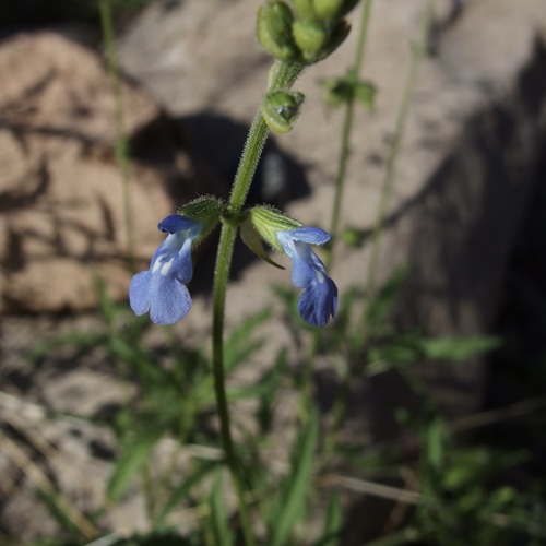 Image of Salvia subincisa by (c) Sue Carnahan, some rights reserved (CC BY)