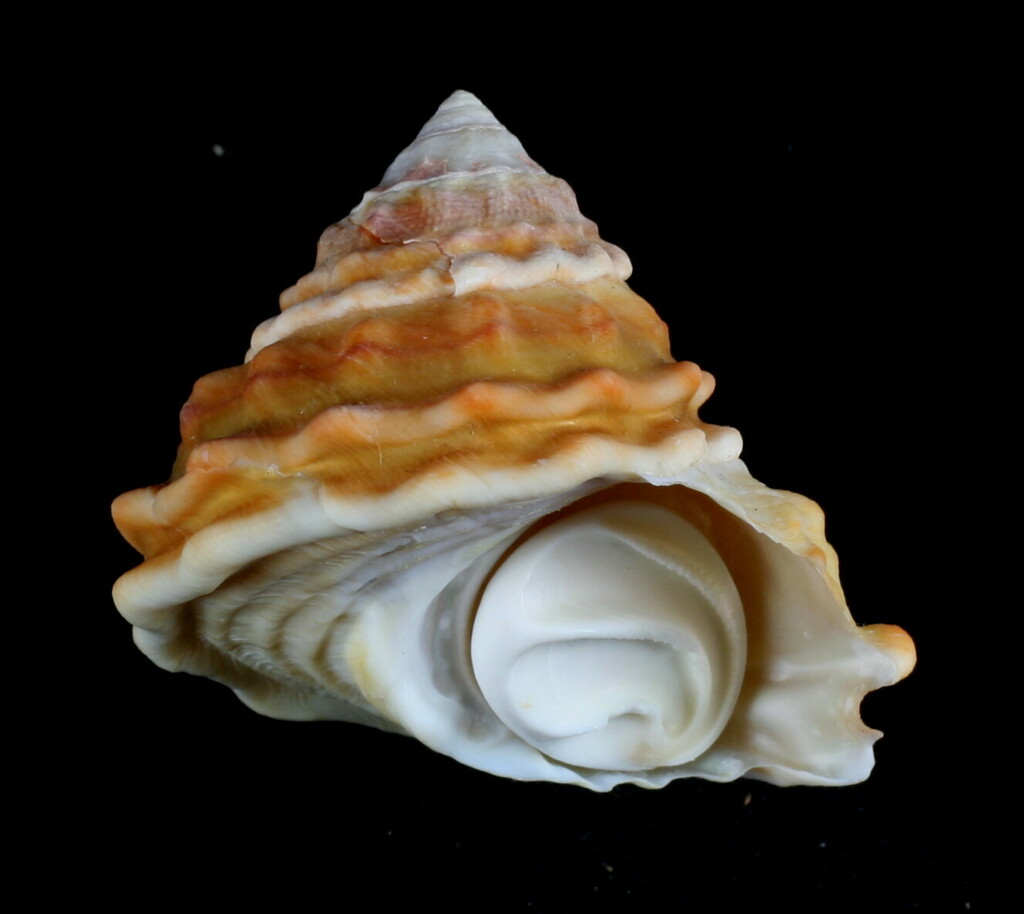 turban star shell