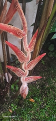 Heliconia vellerigera image