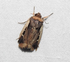 Proteuxoa tortisigna