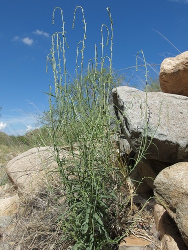 Image of Pennellia micrantha by (c) Sue Carnahan, some rights reserved (CC BY)