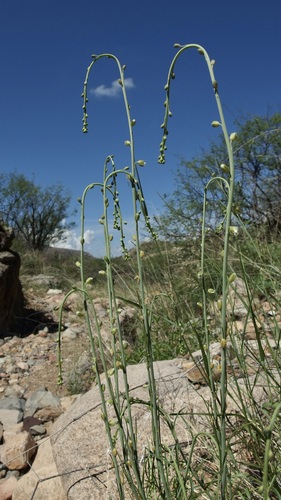 Image of Pennellia micrantha by (c) Sue Carnahan, some rights reserved (CC BY)