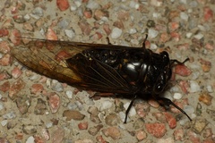 Cryptotympana