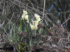 Narcissus triandrus