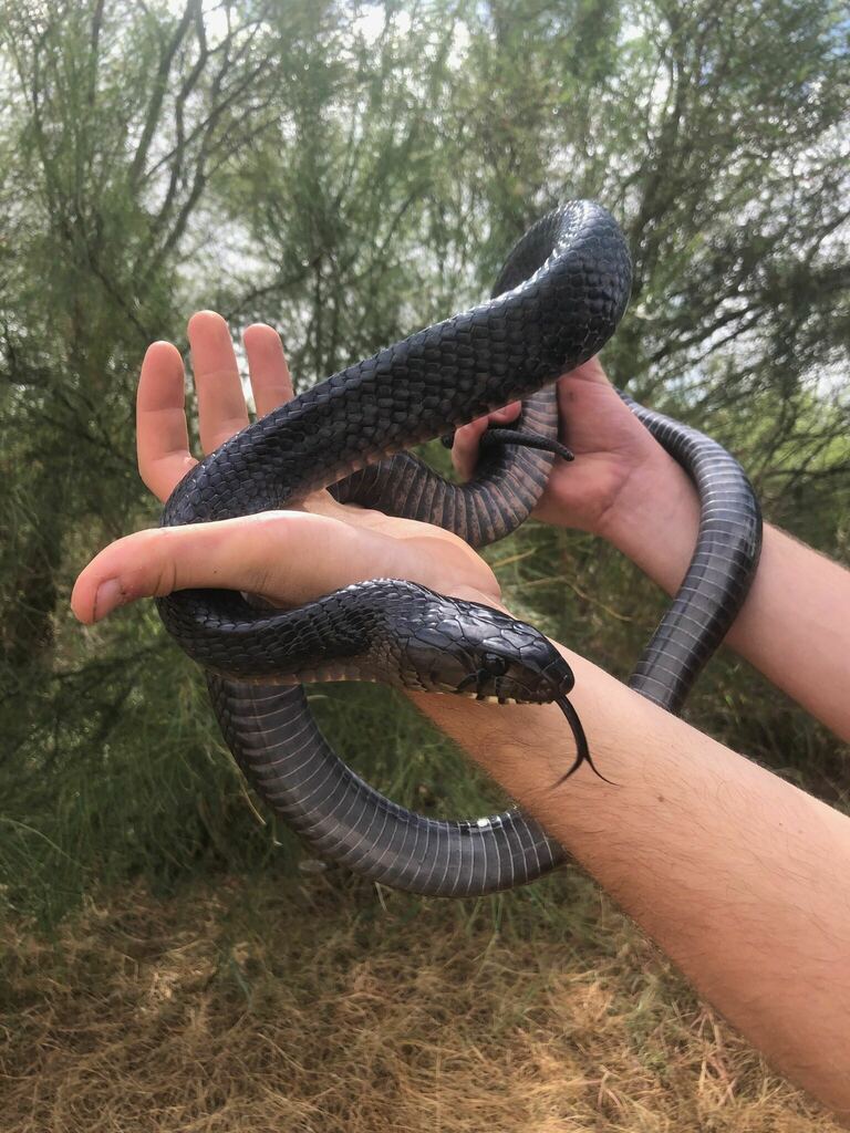 Texas Indigo Snake in September 2021 by Julien Ueda · iNaturalist