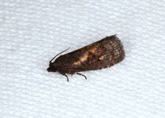 Cryptaspasma sordida