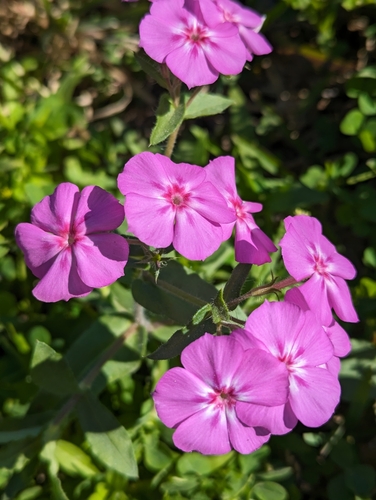 Foto de Flores-de-Drummond