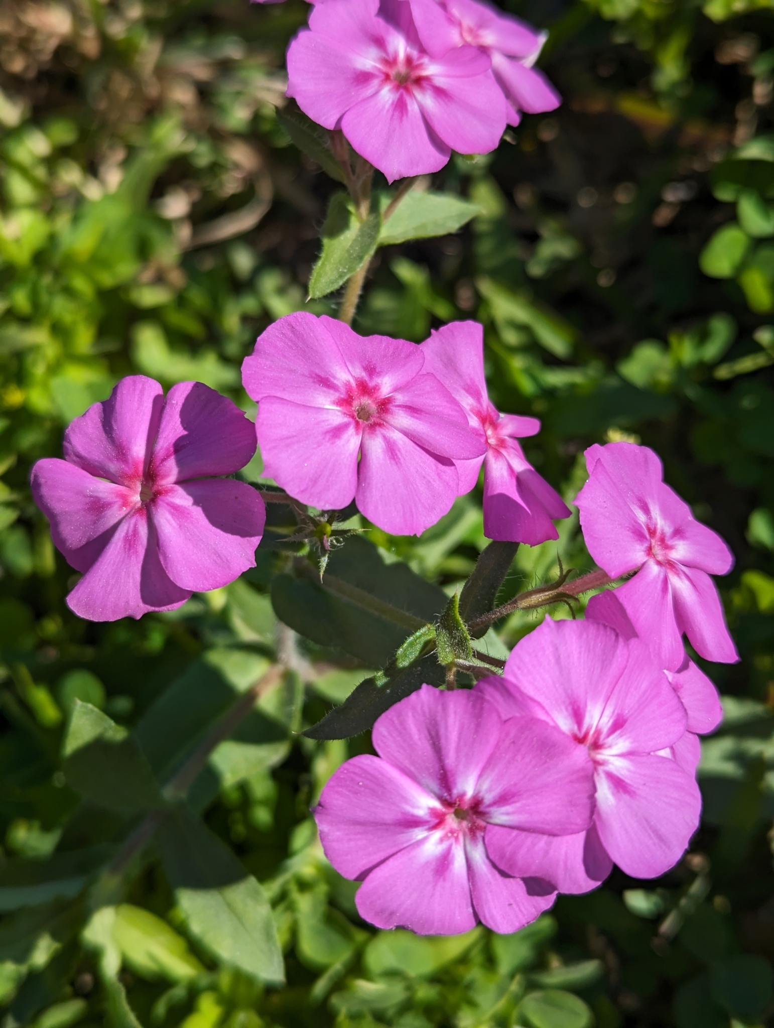 Imagem de Flores-de-Drummond