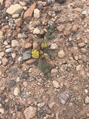 Cymopterus glomeratus fendleri