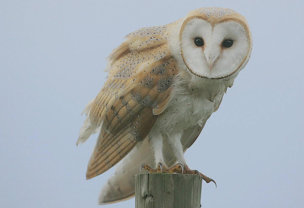North African Barn Owl