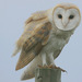 Western Barn Owl - Photo (c) Steve Garvie, some rights reserved (CC BY-SA)