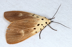 Asota iodamia