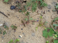 Veronica triphyllos