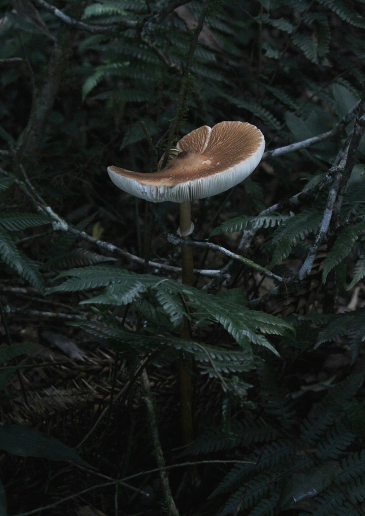 Macrolepiota capelariae · January 2024 · photo: © carloshrussi (iNaturalist, cc-by)