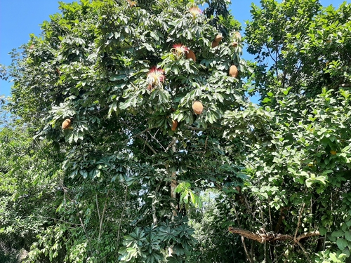 Image of Pachira aquatica by no rights reserved