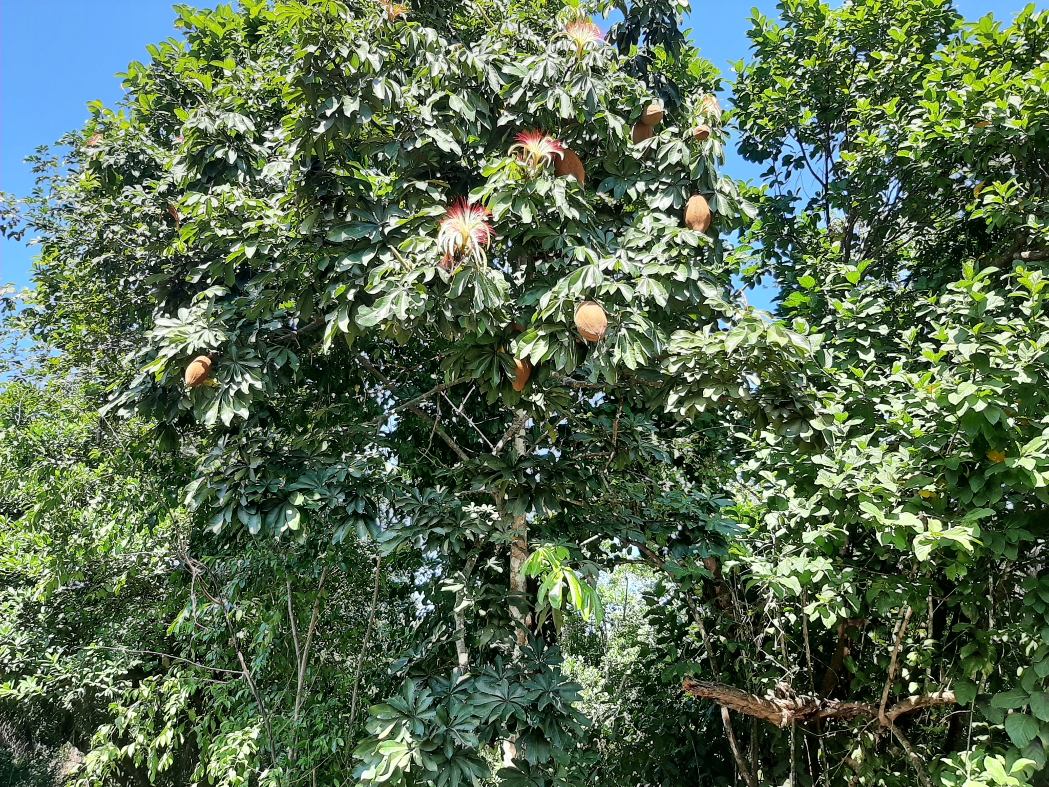 Imagem de Munguba