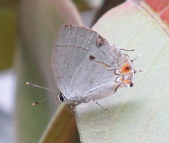 Iaspis andersoni