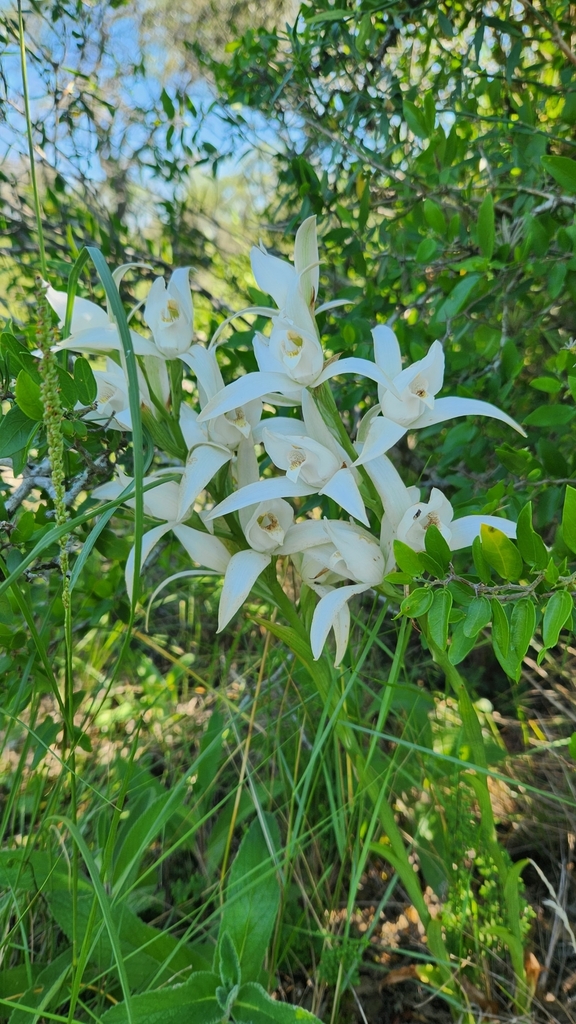 Chloraea bella