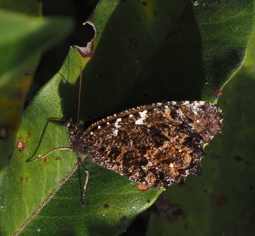 Praepedaliodes amussis